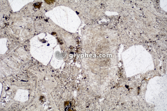 Rhyolite LPNA x6,3 - gryphea.com